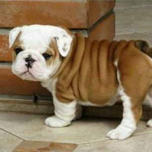 Meet your Posher, Shivneil